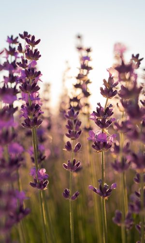 lavanda-thumb